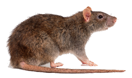 rat-d-egout-surmulot